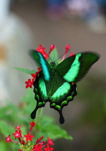 Photo:  Green Butterfly